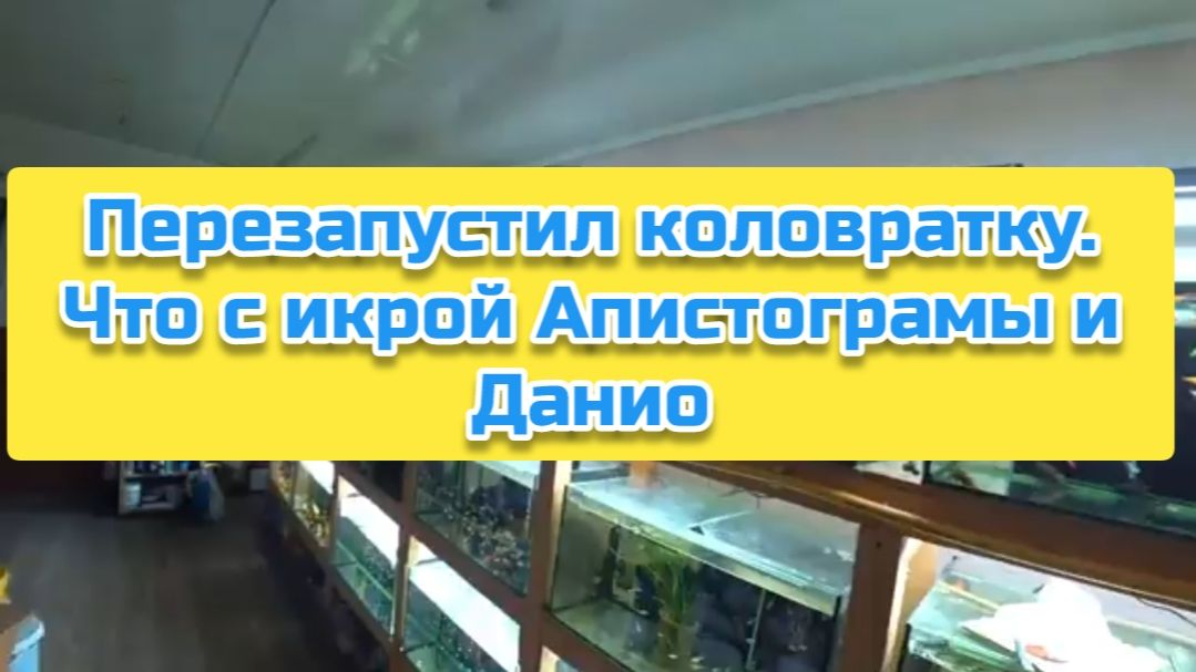Перезапустил коловратку. Что с икрой Апистограмы и Данио смотреть онлайн