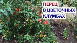 Использование перца в цветочных композициях