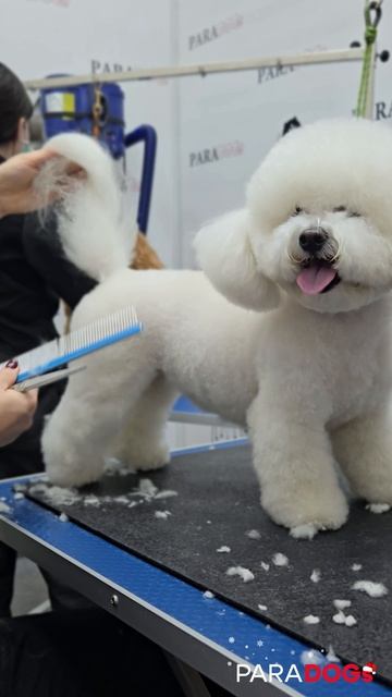 Бишон-фризе Чара на груминге смотреть онлайн