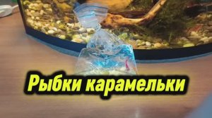 Рыбки карамельки тернеции