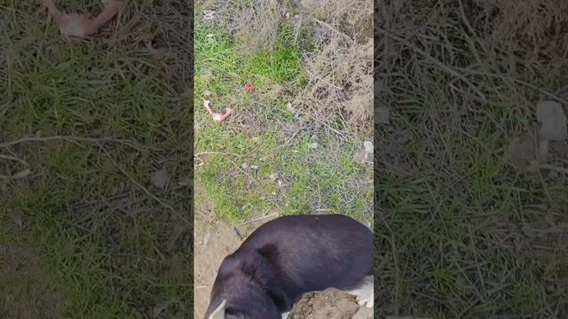 Мамуся с дороги оставляет своих детей одних смотреть онлайн