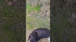 Мамуся с дороги оставляет своих детей одних