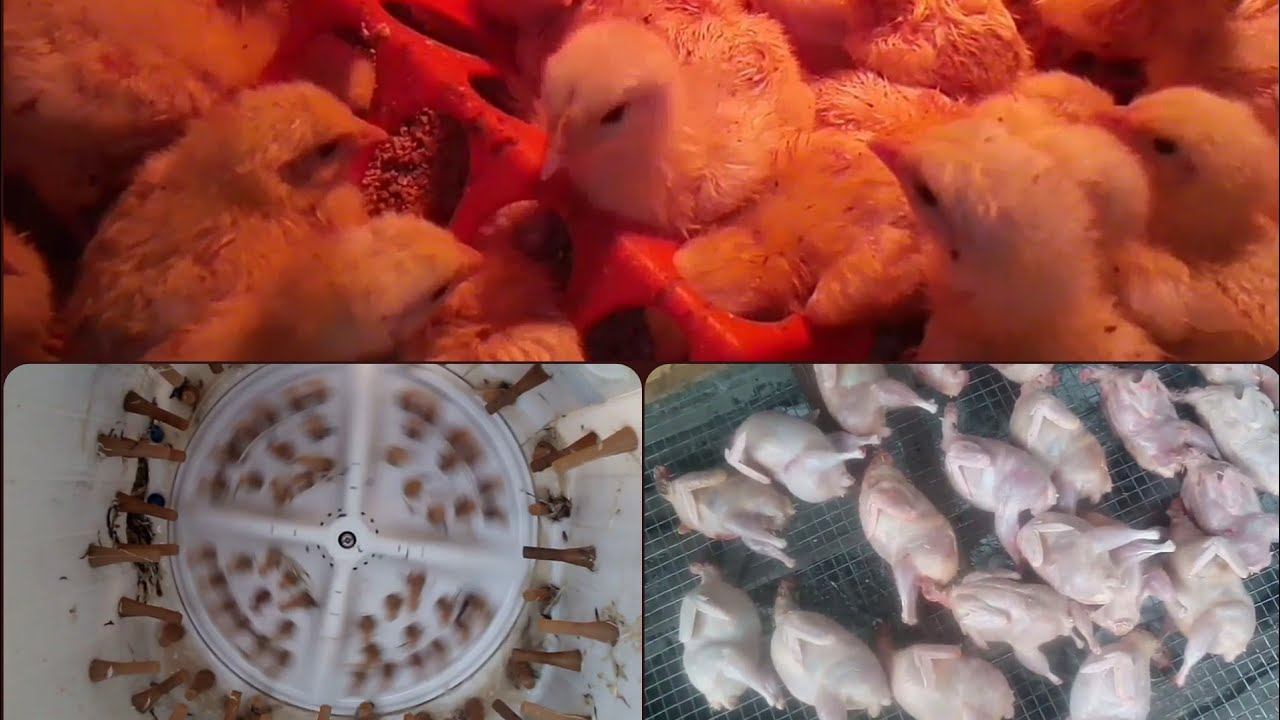Забой перепелов в самодельной перосъёмной машинкой.