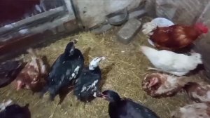 накормила птицу, приготовила на обед котлетки с гречкой ,выкупила на wildberries умные тряпки.