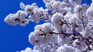 MC JODEE & SIM (S&J MISHEN') - ЖИТЬ НОРМАЛЬНО