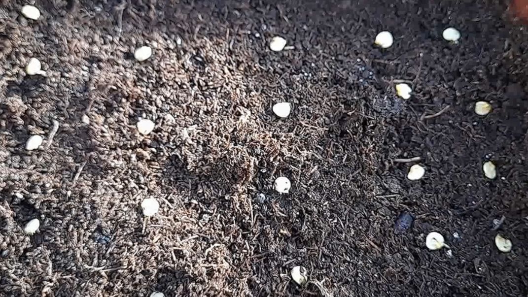 Когда и как посеять перец на рассаду в феврале 2026 года с учетом Лунного календаря смотреть онлайн