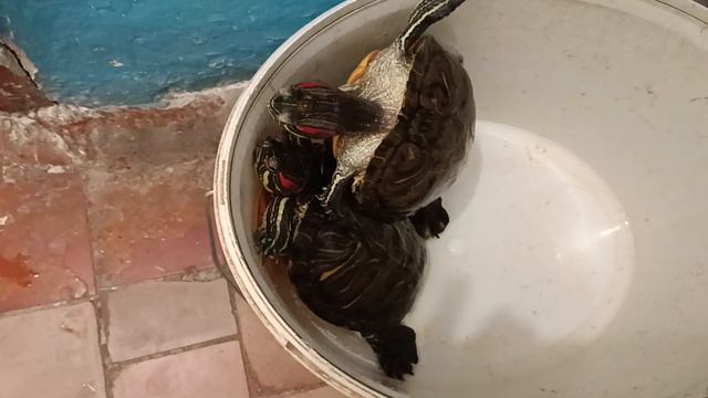 Немного красноухих черепах смотреть онлайн