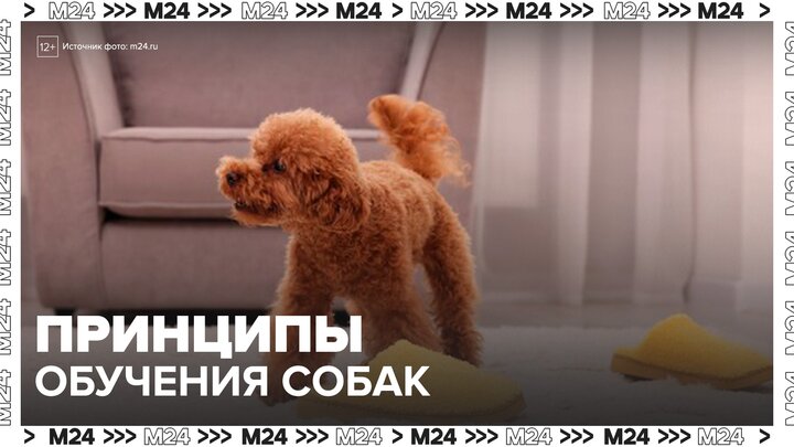 Кинологи объяснили принципы обучения собак - Москва 24 смотреть онлайн