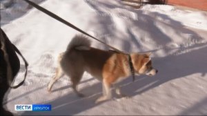 У Хатико из Сибирского зоопарка нашелся хозяин