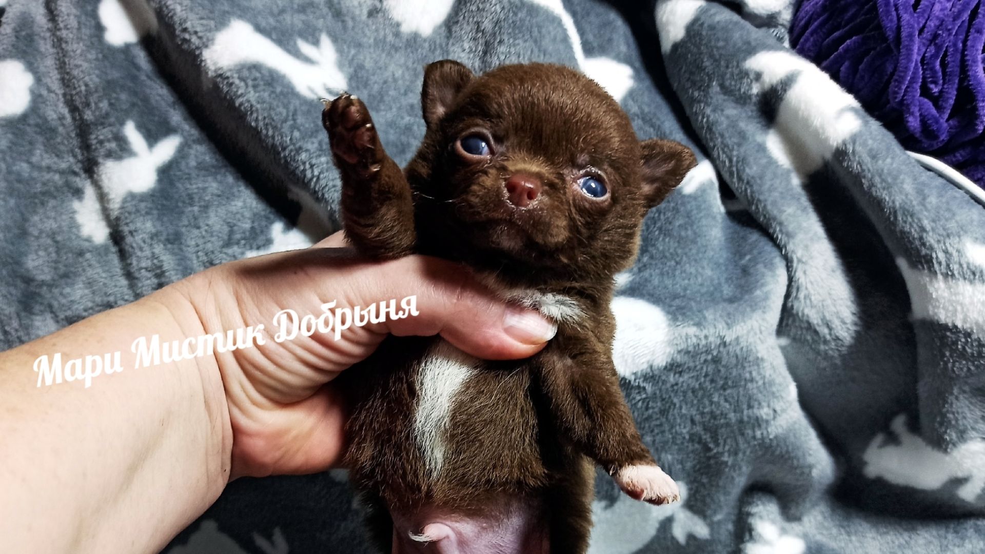 Сейчас можно купить #щенка ДЕШЕВЛЕ!!! 26/01/26 #купить_чихуахуа_продаю_щенков +79215950848 смотреть онлайн