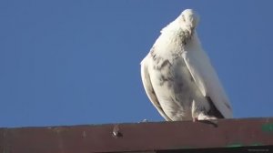 Прилетела чужая голубка