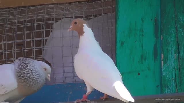 Бойные голуби. Буйные люди Тренировки с голубями смотреть онлайн