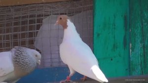 Бойные голуби. Буйные люди Тренировки с голубями