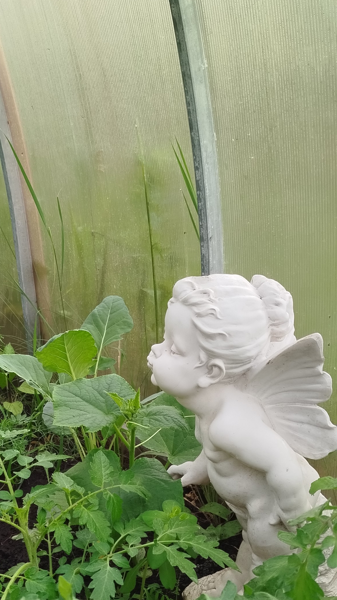 Бегичево вяленые сливы 26-01-2026