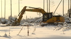 Очистка Пуловского леса