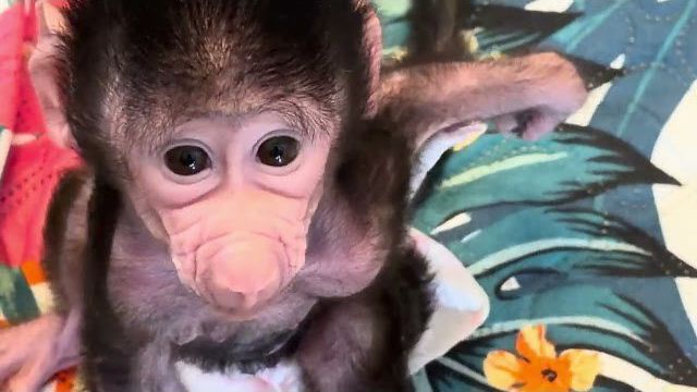 Это НЕ РЕБЕНОК-ЭТО ШЕДЕВР! Николь научилась так прыгать со своего кабриолета😂 смотреть онлайн