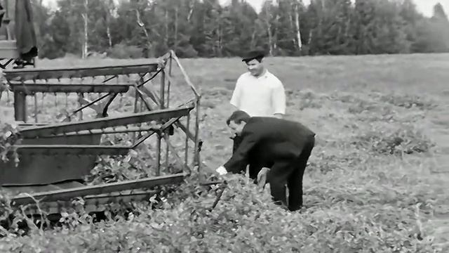Ишимский район. Уборка гороха 1969 год. смотреть онлайн