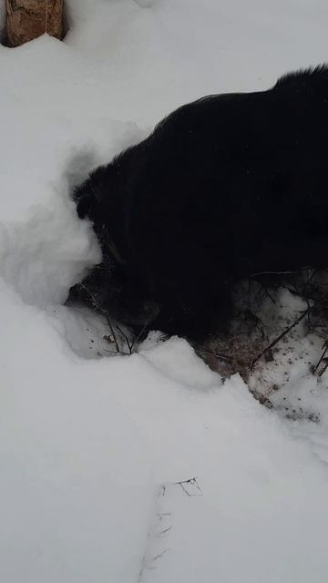 Собака копака