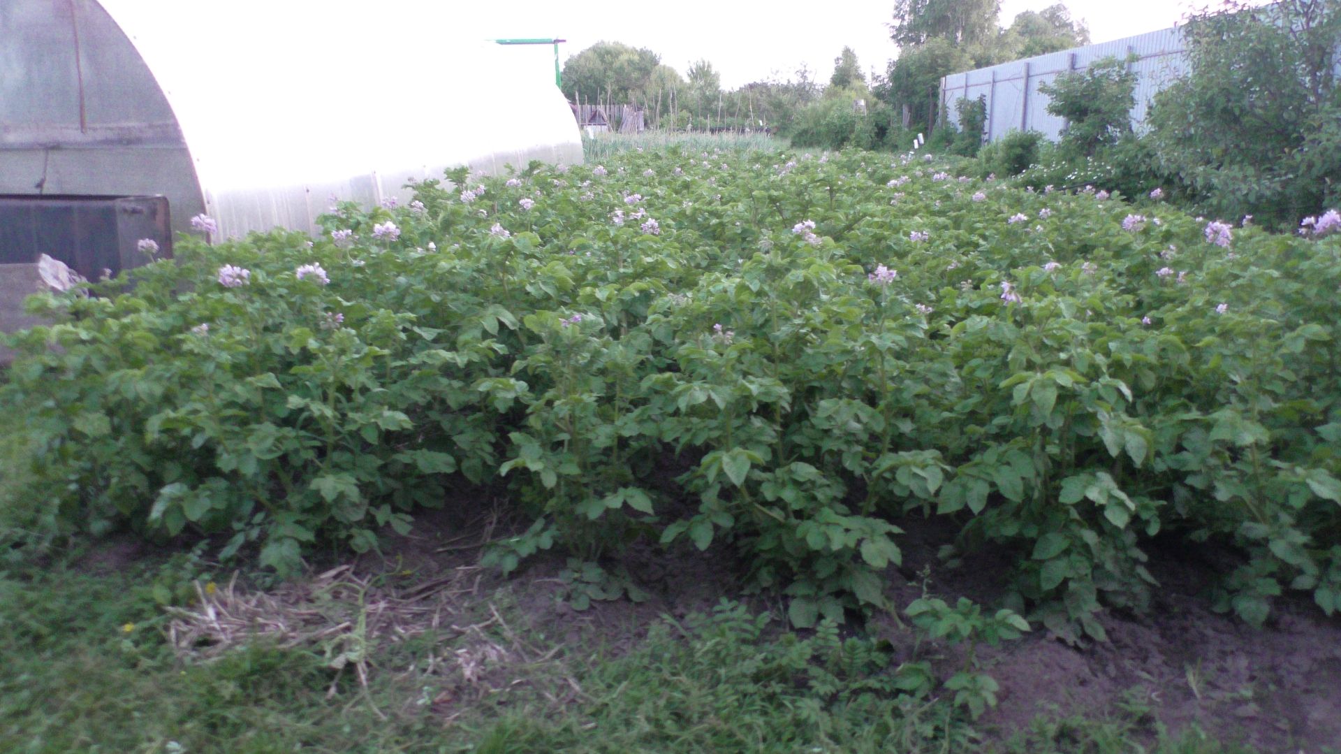 копаю крахмал,для удовольствия. смотреть онлайн