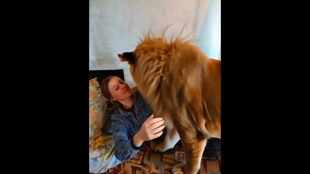 МОЯ КИСЯ смотреть онлайн