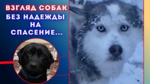 Преданные людьми: правда о породистых собаках на морозе Якутска