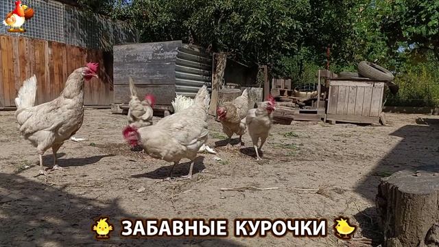 Забавные курочки несушки на сельском подворье 🤗😂😜 (100) смотреть онлайн