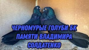 Черномурые (Черные) Жуки голуби Белой Калитвы