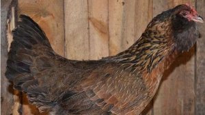 и снова Ушанки !