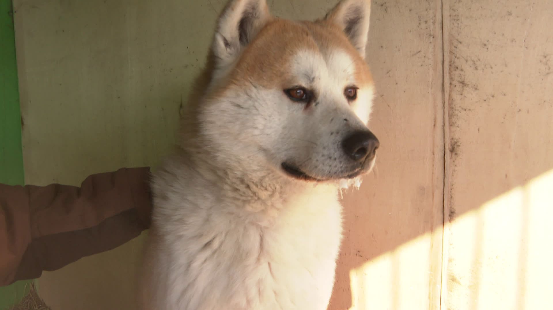 «Сибирский Хатико»: собака преданно ждет своего хозяина из зоны СВО смотреть онлайн