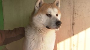 «Сибирский Хатико»: собака преданно ждет своего хозяина из зоны СВО