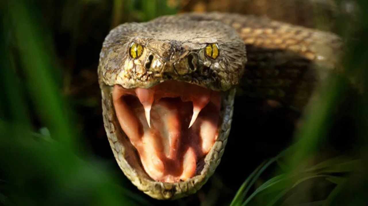 Гадкая, извивающаяся и очень ядовитая… ГАДЮКА! Какие есть виды гадюк и на что они способны