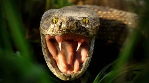Гадкая, извивающаяся и очень ядовитая... ГАДЮКА! Какие есть виды гадюк и на что они способны