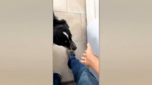 Животные приколы и не только😅