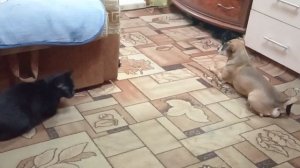 Кошка Соня и Пуся и собачка Чарли к играют в прятки.