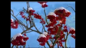 Калина калина - Иван Ведерников