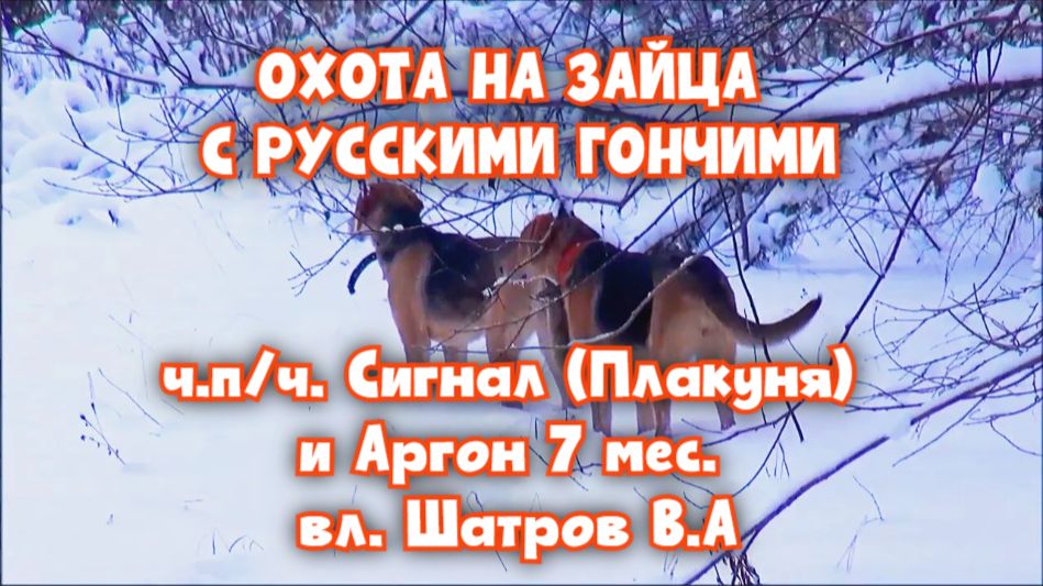 ОХОТА НА ЗАЙЦА С РУССКИМИ ГОНЧИМИ ч.п/ч. Сигнал (Плакуня) и Аргон 7 мес. вл. Шатров В.А.#топ#hunti смотреть онлайн