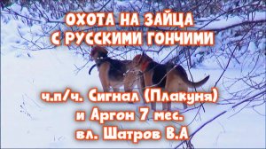 ОХОТА НА ЗАЙЦА С РУССКИМИ ГОНЧИМИ ч.п/ч. Сигнал (Плакуня) и Аргон 7 мес. вл. Шатров В.А.#топ#hunti