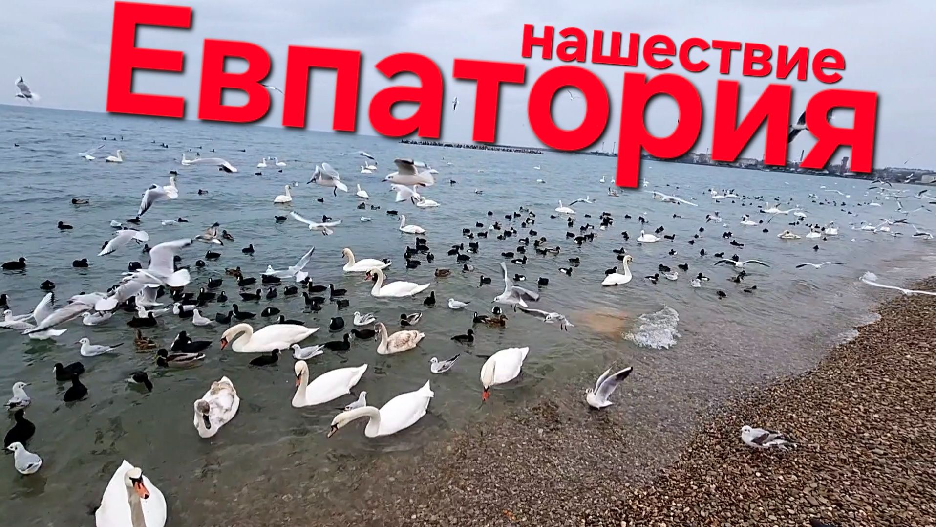 Евпатория, зима 2026, нашествие птиц смотреть онлайн