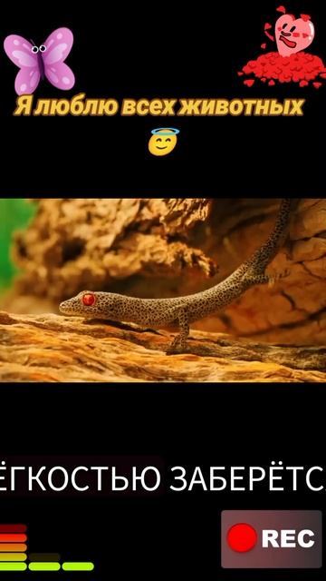 Я люблю всех животных😇 смотреть онлайн