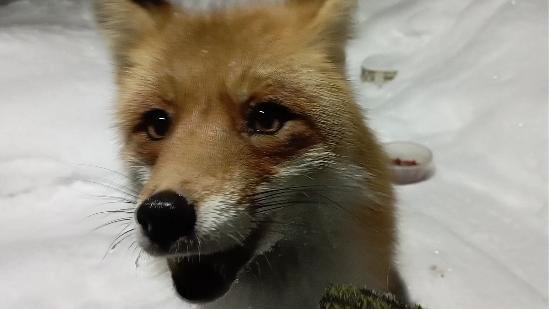 (1219) Лиса приходит в гости. Январь 2026 смотреть онлайн