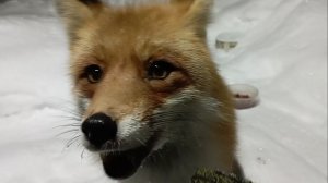 (1219) Лиса приходит в гости. Январь 2026