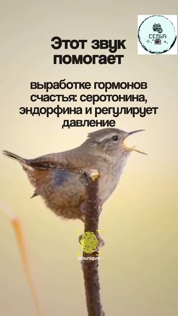 ЧАСТОТА 432Гб ГАРМОН СЧАСТЬЯ ЧТОБЫ УСПОКОИТЬ НЕРВНУЮ СИСТЕМУ смотреть онлайн