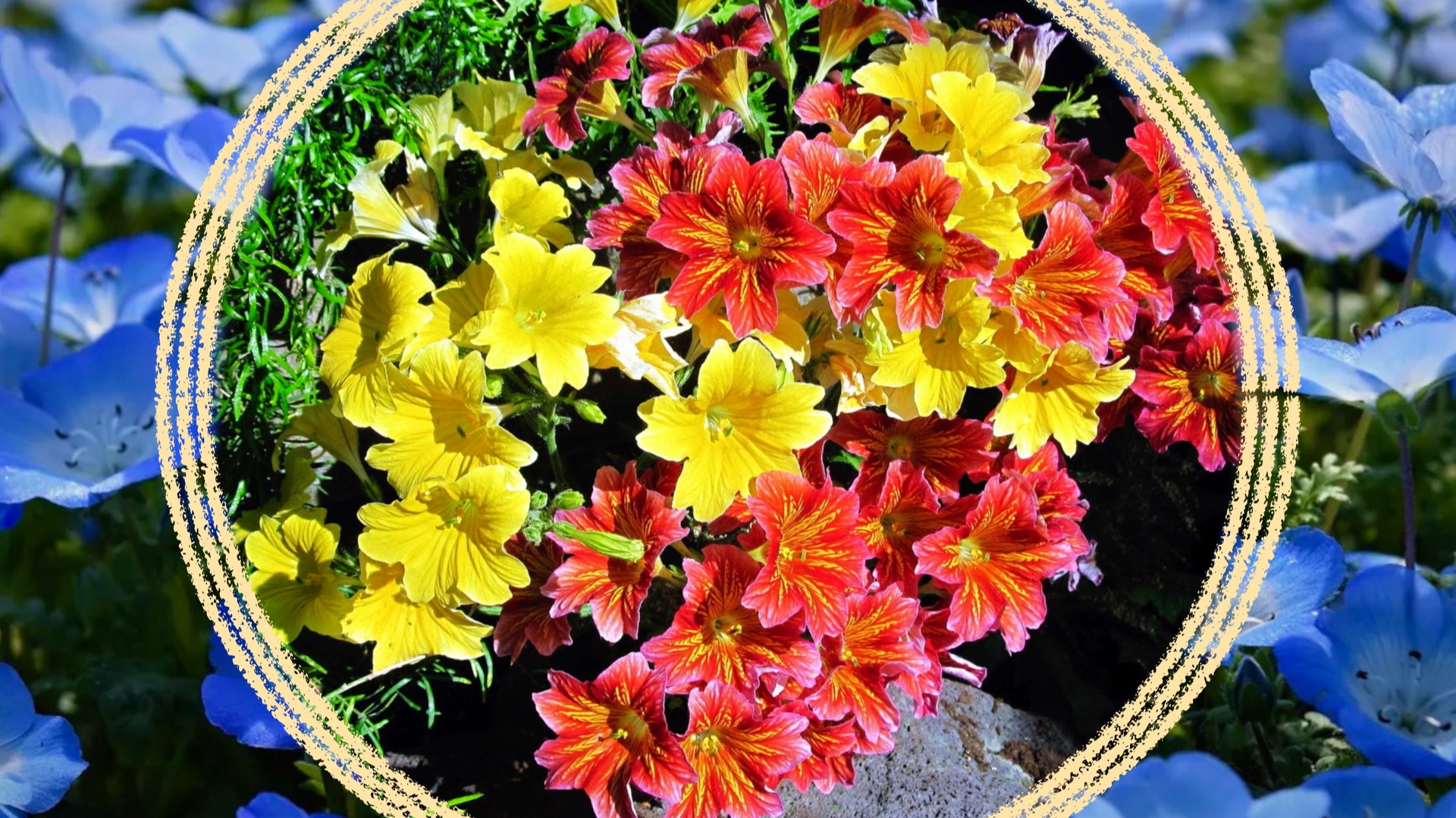 Интересные красивоцветущие однолетние растения. Сальпиглоссис / Немофила / Сцевола / Портулак и др. смотреть онлайн