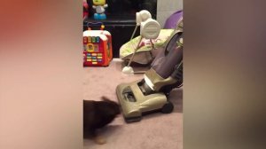 Смешные котики видео 😺