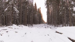 Сезон охоты на кабана, пушных зверей и птиц открылся в Вологодской области