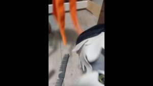 Кот Фантик: 4 сезон 3 серия. Эн и Стингер спасают Ви