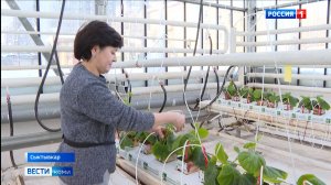 В Сыктывкаре приступили к высадке рассады огурцов и томатов