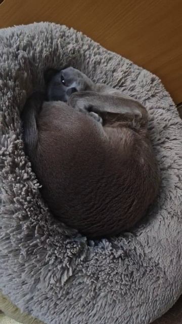 Бурма мур-мяу смотреть онлайн