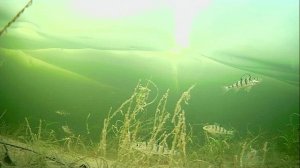 1000008293.mp426.01.2026г.