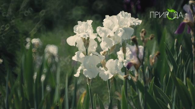 Ирис 4 смотреть онлайн